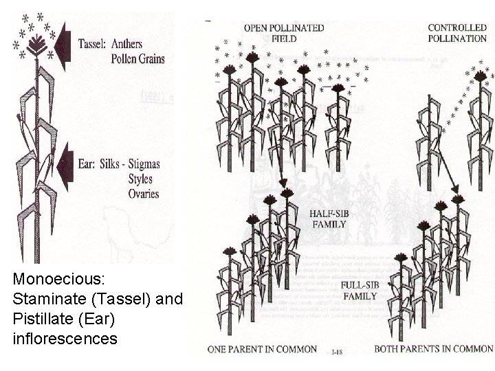 Monoecious: Staminate (Tassel) and Pistillate (Ear) inflorescences 