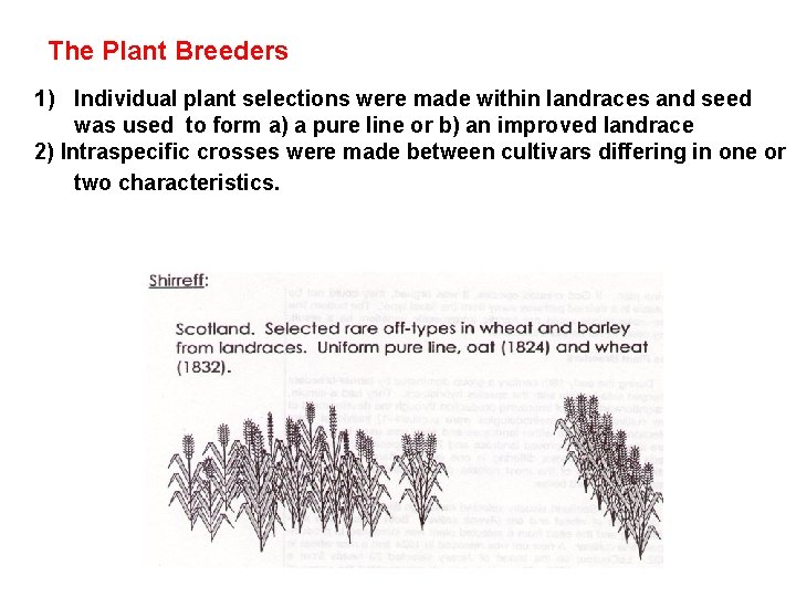 The Plant Breeders 1) Individual plant selections were made within landraces and seed was