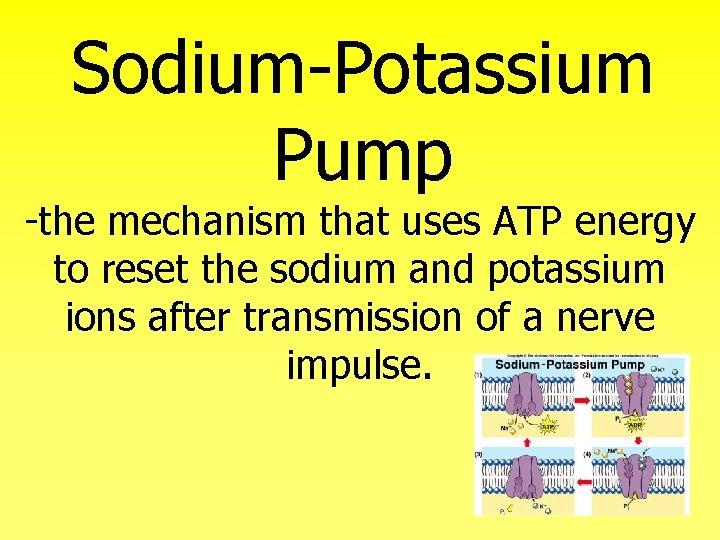 Sodium-Potassium Pump -the mechanism that uses ATP energy to reset the sodium and potassium