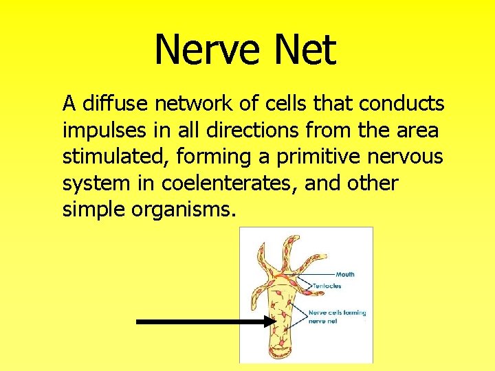 Nerve Net A diffuse network of cells that conducts impulses in all directions from