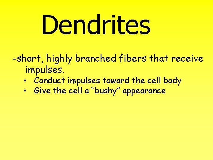 Dendrites -short, highly branched fibers that receive impulses. • Conduct impulses toward the cell