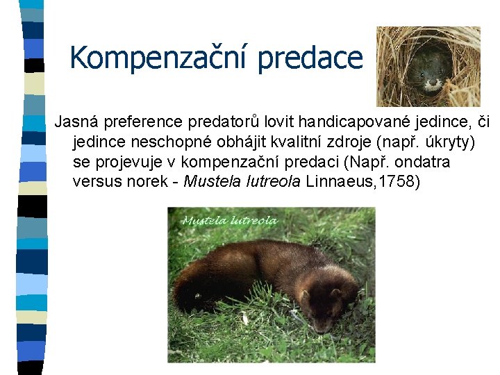 Kompenzační predace Jasná preference predatorů lovit handicapované jedince, či jedince neschopné obhájit kvalitní zdroje