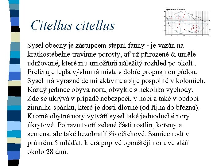 Citellus citellus Sysel obecný je zástupcem stepní fauny - je vázán na krátkostébelné travinné