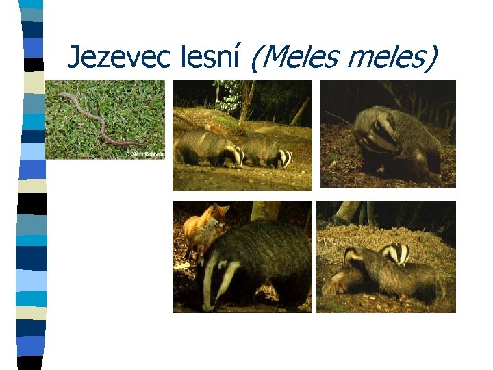 Jezevec lesní (Meles meles) 