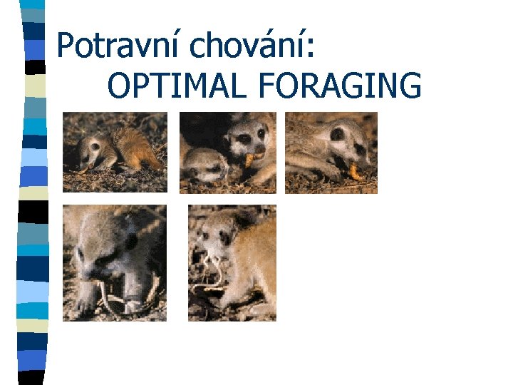 Potravní chování: OPTIMAL FORAGING 