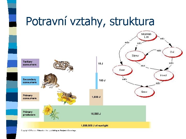 Potravní vztahy, struktura 