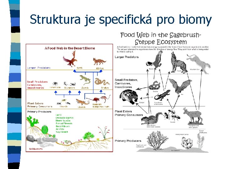 Struktura je specifická pro biomy 