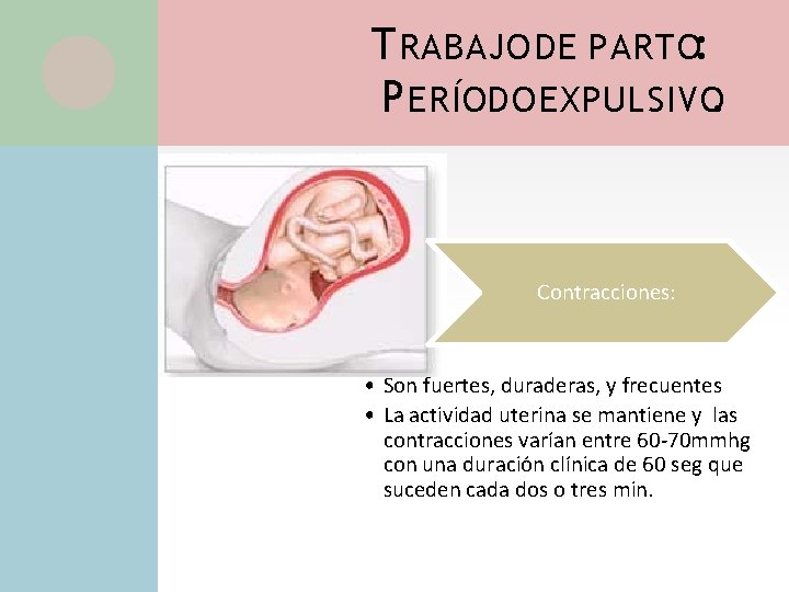 T RABAJO DE PARTO: P ERÍODO EXPULSIVO. Contracciones: • Son fuertes, duraderas, y frecuentes