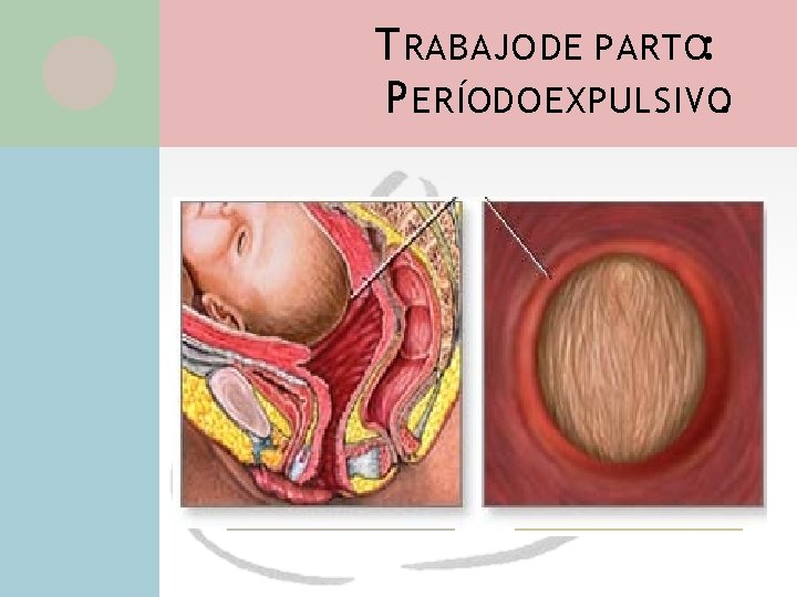 T RABAJO DE PARTO: P ERÍODO EXPULSIVO. Fenómenos que se producen La fuerza de