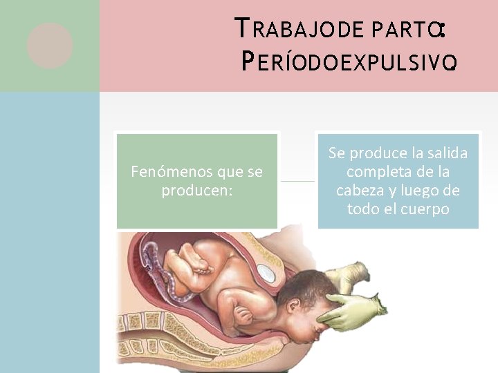 T RABAJO DE PARTO: P ERÍODO EXPULSIVO. Fenómenos que se producen: Se produce la