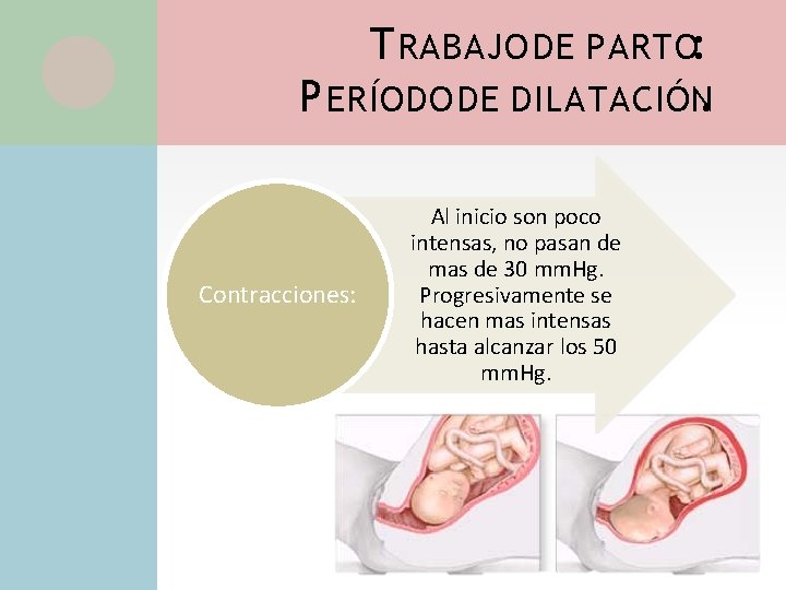 T RABAJO DE PARTO: P ERÍODO DE DILATACIÓN. Contracciones: Al inicio son poco intensas,