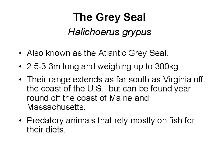 The Grey Seal Halichoerus grypus • Also known as the Atlantic Grey Seal. •