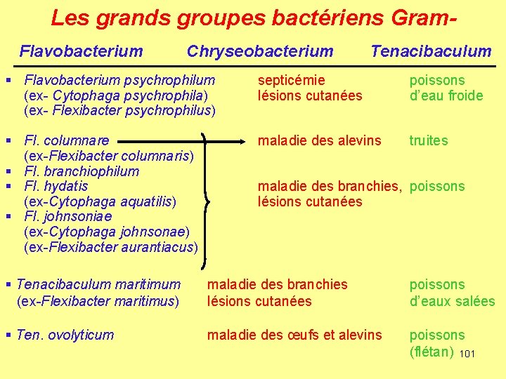 Les grands groupes bactériens Gram. Flavobacterium Chryseobacterium Tenacibaculum § Flavobacterium psychrophilum (ex- Cytophaga psychrophila)