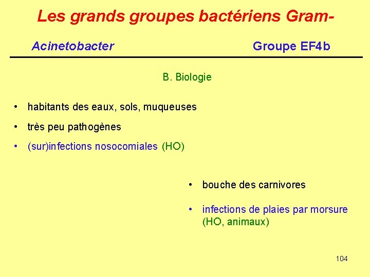 Les grands groupes bactériens Gram. Acinetobacter Groupe EF 4 b B. Biologie • habitants