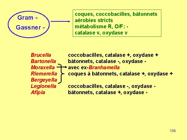 Gram Gassner - Brucella Bartonella Moraxella Riemerella Bergeyella Legionella Afipia coques, coccobacilles, bâtonnets aérobies