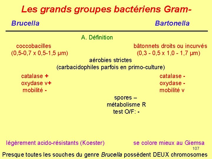 Les grands groupes bactériens Gram. Brucella Bartonella A. Définition coccobacilles (0, 5 -0, 7