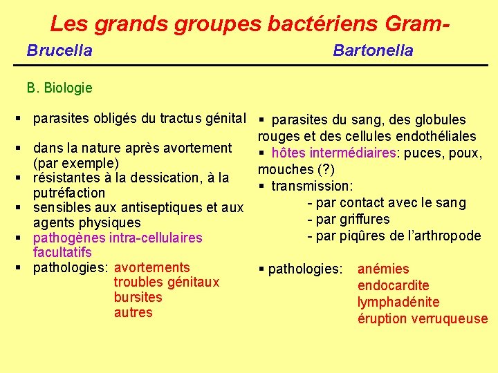 Les grands groupes bactériens Gram. Brucella Bartonella B. Biologie § parasites obligés du tractus