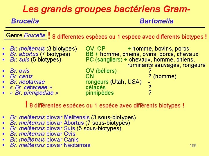 Les grands groupes bactériens Gram. Brucella Genre Brucella Bartonella ! 8 différentes espèces ou
