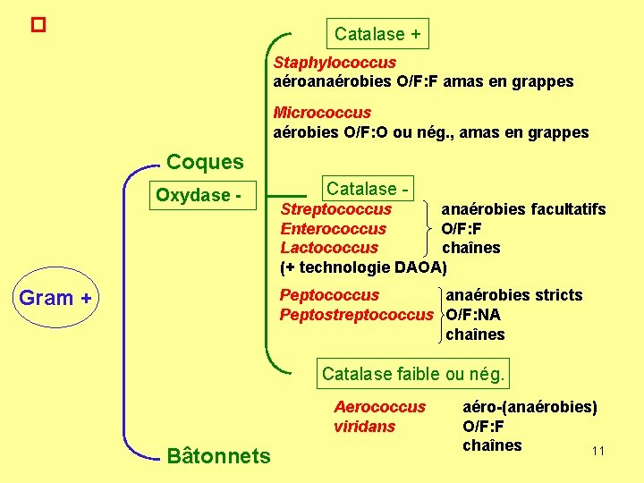 � Catalase + Staphylococcus aéroanaérobies O/F: F amas en grappes Micrococcus aérobies O/F: O