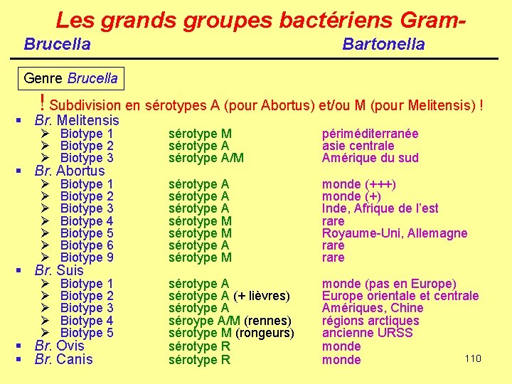 Les grands groupes bactériens Gram. Brucella Bartonella Genre Brucella ! Subdivision en sérotypes A