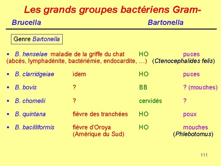 Les grands groupes bactériens Gram. Brucella Bartonella Genre Bartonella § B. henselae maladie de