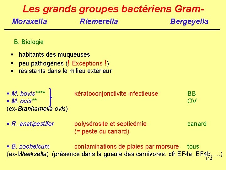 Les grands groupes bactériens Gram. Moraxella Riemerella Bergeyella B. Biologie § habitants des muqueuses