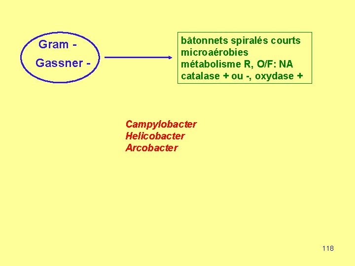 Gram Gassner - bâtonnets spiralés courts microaérobies métabolisme R, O/F: NA catalase + ou