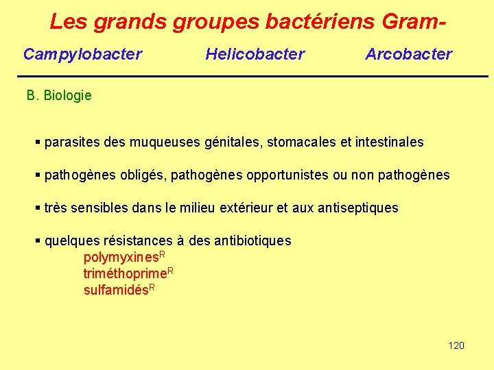 Les grands groupes bactériens Gram. Campylobacter Helicobacter Arcobacter B. Biologie § parasites des muqueuses