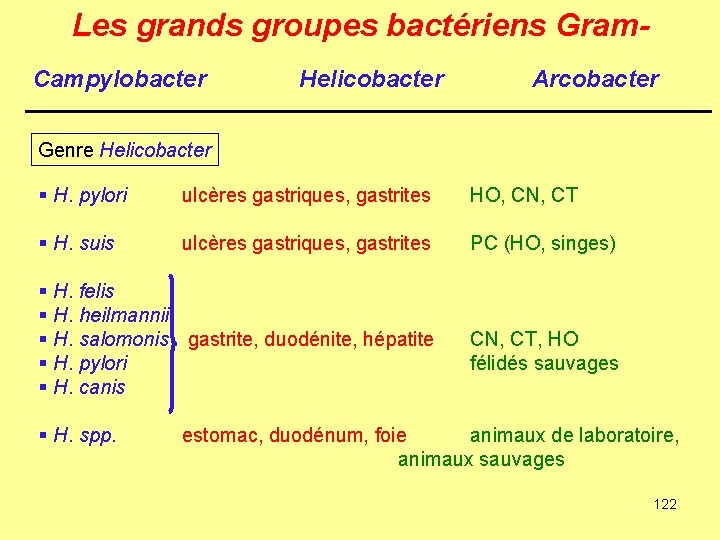 Les grands groupes bactériens Gram. Campylobacter Helicobacter Arcobacter Genre Helicobacter § H. pylori ulcères