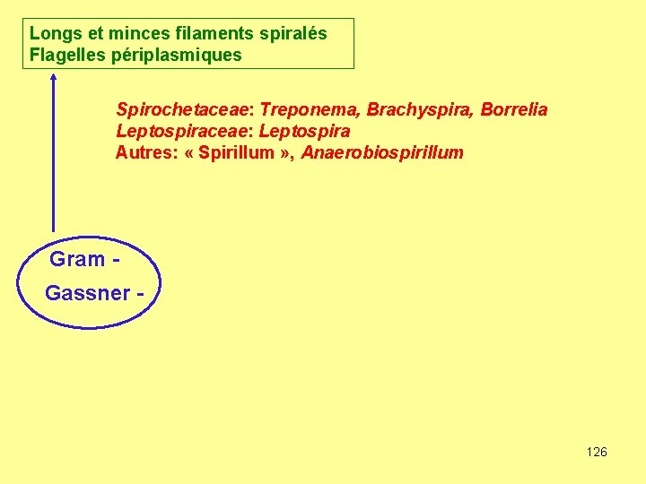 Longs et minces filaments spiralés Flagelles périplasmiques Spirochetaceae: Treponema, Brachyspira, Borrelia Leptospiraceae: Leptospira Autres: