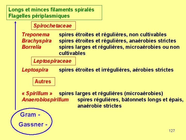 Longs et minces filaments spiralés Flagelles périplasmiques Spirochetaceae Treponema Brachyspira Borrelia spires étroites et