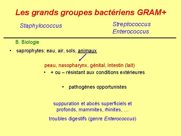Les grands groupes bactériens GRAM+ Streptococcus Enterococcus Staphylococcus B. Biologie • saprophytes: eau, air,