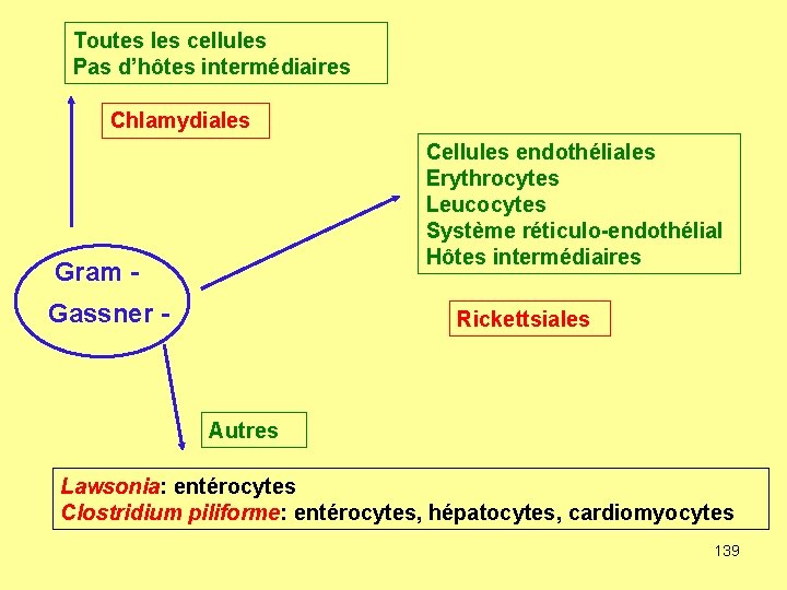 Toutes les cellules Pas d’hôtes intermédiaires Chlamydiales Cellules endothéliales Erythrocytes Leucocytes Système réticulo-endothélial Hôtes