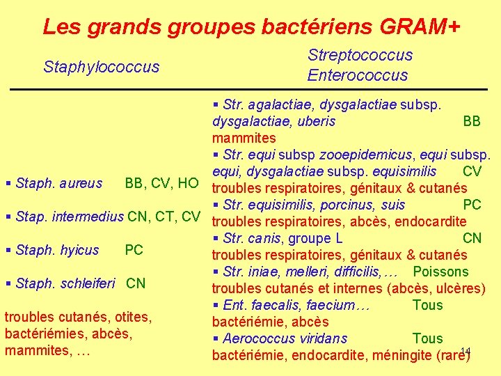 Les grands groupes bactériens GRAM+ Staphylococcus Streptococcus Enterococcus § Str. agalactiae, dysgalactiae subsp. dysgalactiae,