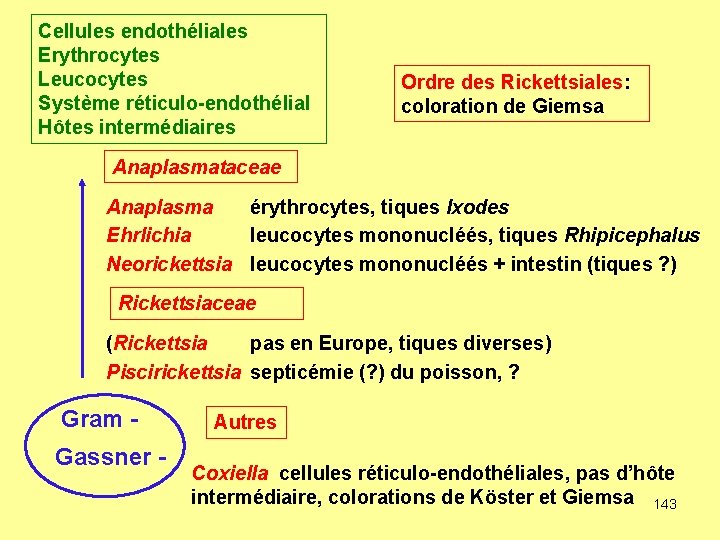 Cellules endothéliales Erythrocytes Leucocytes Système réticulo-endothélial Hôtes intermédiaires Ordre des Rickettsiales: coloration de Giemsa