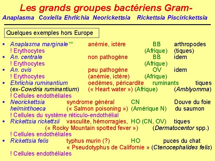Les grands groupes bactériens Gram. Anaplasma Coxiella Ehrlichia Neorickettsia Rickettsia Piscirickettsia Quelques exemples hors