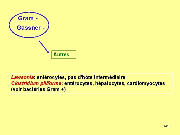 Gram Gassner - Autres Lawsonia: entérocytes, pas d’hôte intermédiaire Clostridium piliforme: entérocytes, hépatocytes, cardiomyocytes