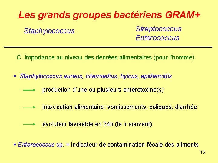Les grands groupes bactériens GRAM+ Staphylococcus Streptococcus Enterococcus C. Importance au niveau des denrées