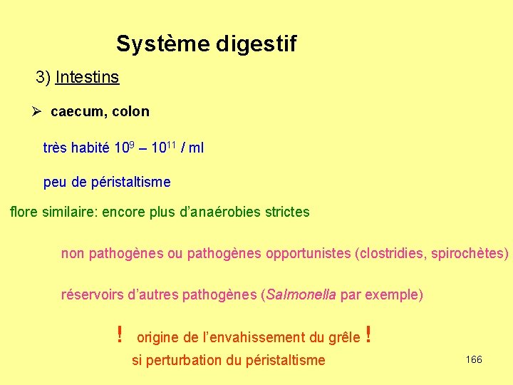 Système digestif 3) Intestins Ø caecum, colon très habité 109 – 1011 / ml