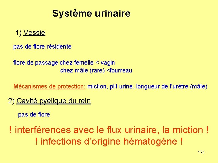 Système urinaire 1) Vessie pas de flore résidente flore de passage chez femelle <