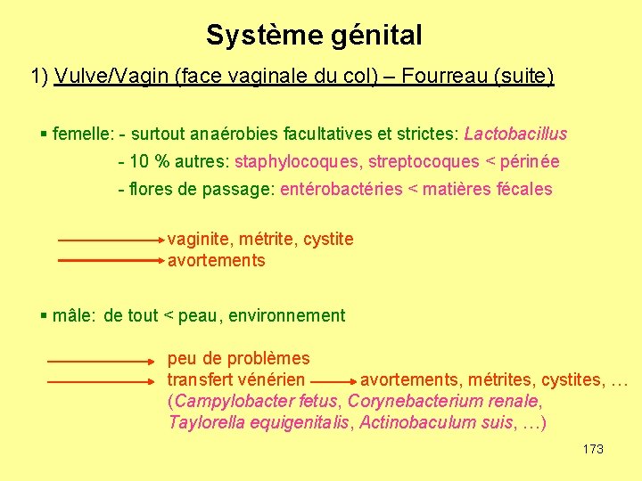 Système génital 1) Vulve/Vagin (face vaginale du col) – Fourreau (suite) § femelle: -