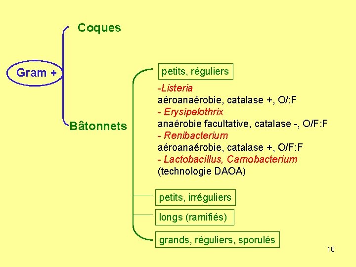 Coques petits, réguliers Gram + Bâtonnets -Listeria aéroanaérobie, catalase +, O/: F - Erysipelothrix