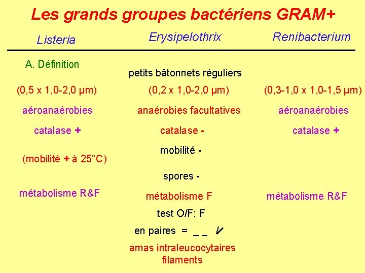 Les grands groupes bactériens GRAM+ Listeria A. Définition Erysipelothrix Renibacterium petits bâtonnets réguliers (0,