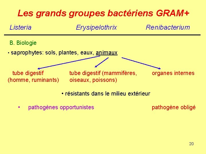 Les grands groupes bactériens GRAM+ Listeria Erysipelothrix Renibacterium B. Biologie • saprophytes: sols, plantes,