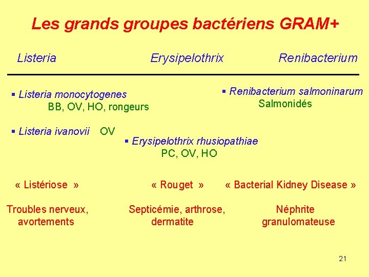 Les grands groupes bactériens GRAM+ Listeria Erysipelothrix § Renibacterium salmoninarum Salmonidés § Listeria monocytogenes