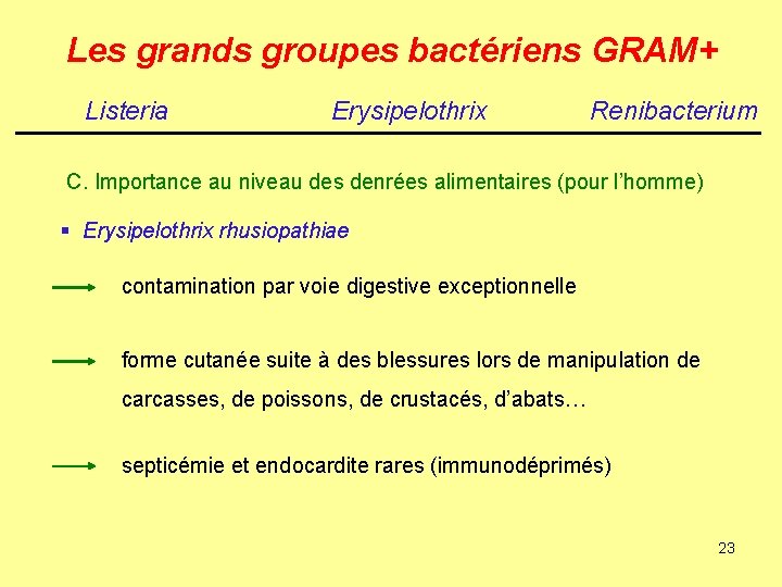 Les grands groupes bactériens GRAM+ Listeria Erysipelothrix Renibacterium C. Importance au niveau des denrées
