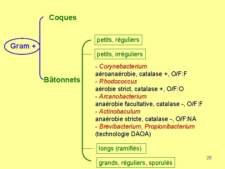 Coques petits, réguliers Gram + petits, irréguliers Bâtonnets - Corynebacterium aéroanaérobie, catalase +, O/F: