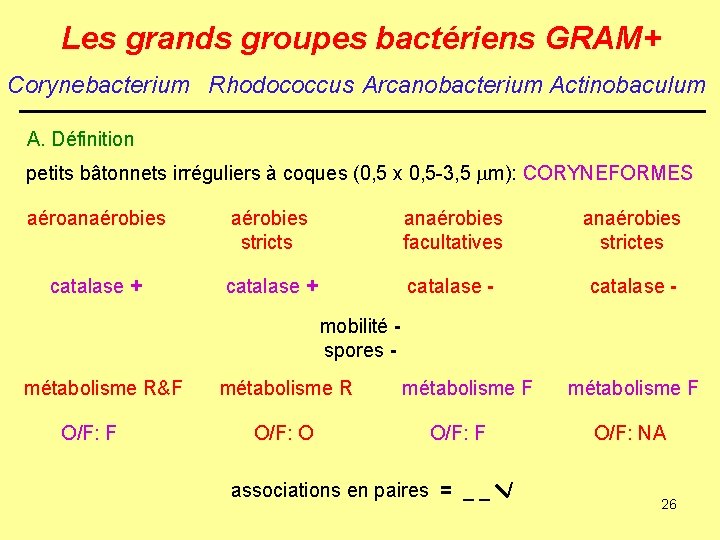 Les grands groupes bactériens GRAM+ Corynebacterium Rhodococcus Arcanobacterium Actinobaculum A. Définition petits bâtonnets irréguliers