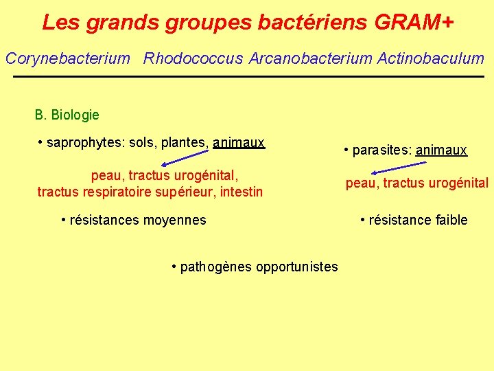 Les grands groupes bactériens GRAM+ Corynebacterium Rhodococcus Arcanobacterium Actinobaculum B. Biologie • saprophytes: sols,