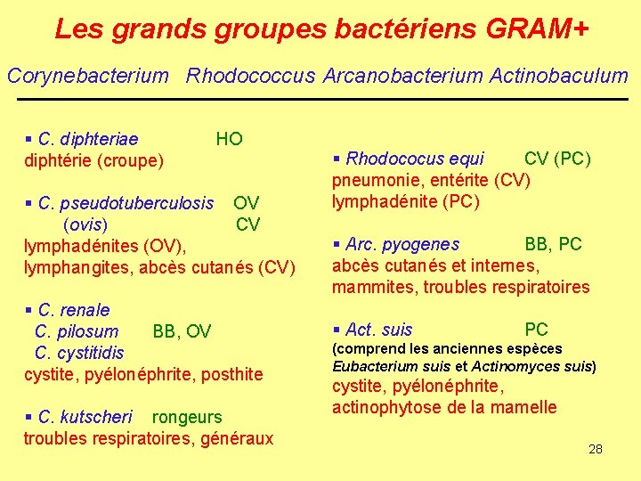 Les grands groupes bactériens GRAM+ Corynebacterium Rhodococcus Arcanobacterium Actinobaculum § C. diphteriae HO diphtérie